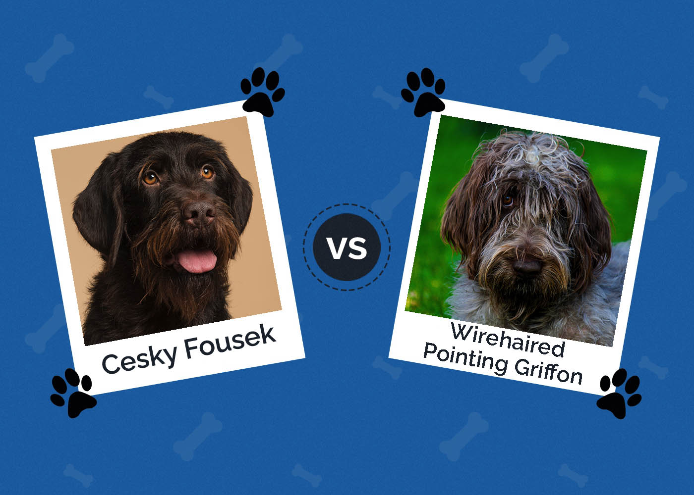 Cesky Fousek vs Wirehaired Pointing Griffon: The Differences (With Pictures)