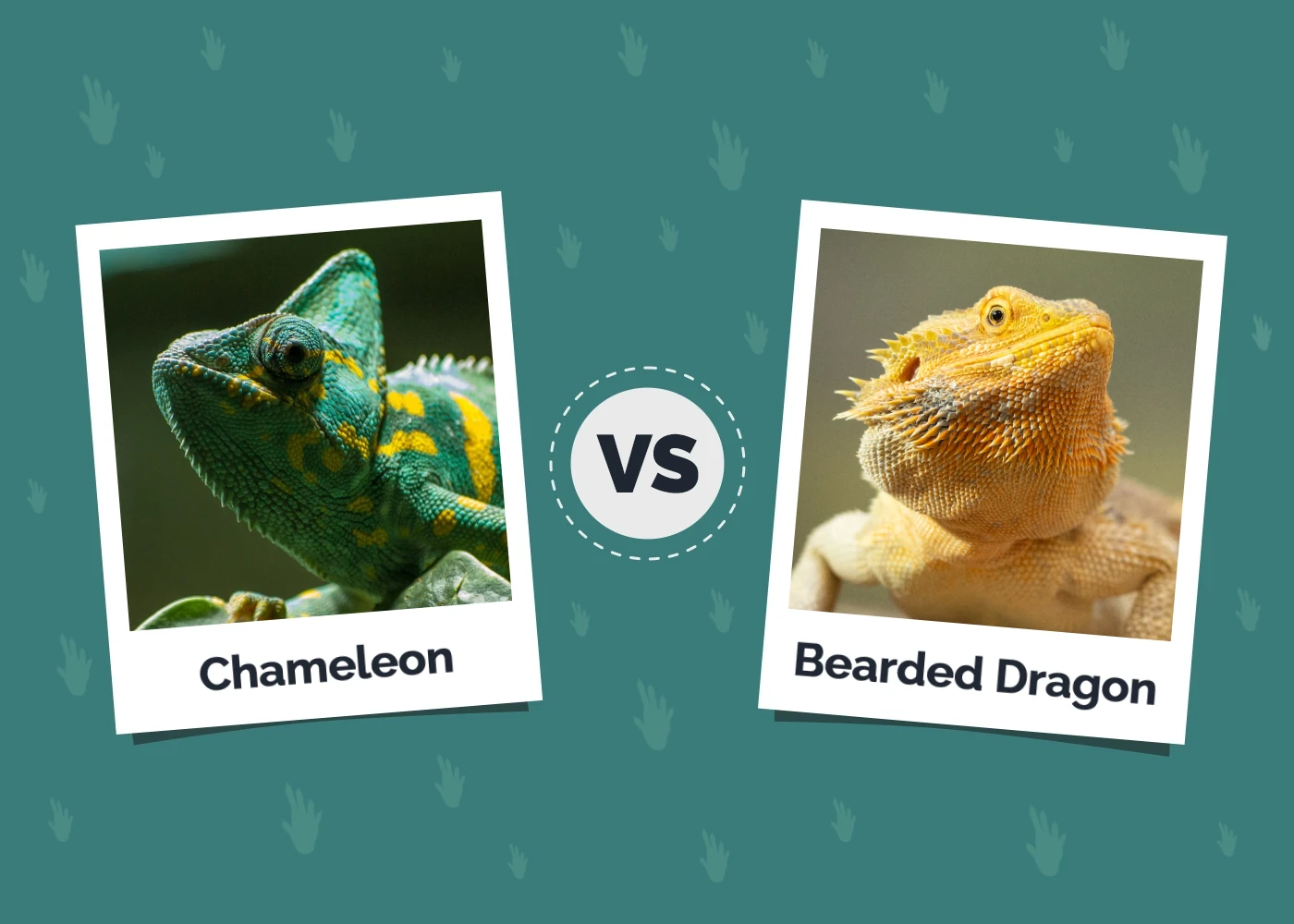 Chameleon vs. Bearded Dragon: The Differences (With Pictures)