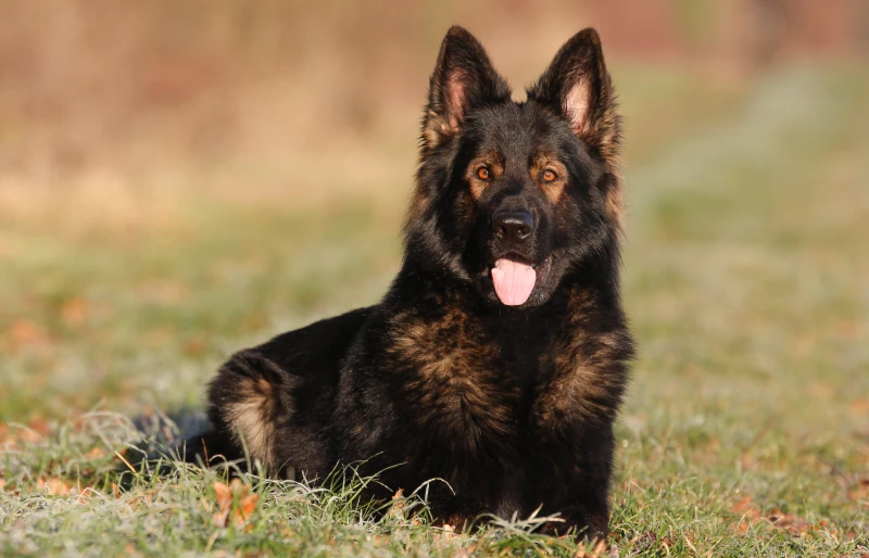 12 Scary Dog Breeds: Sweet Canines with Rough Appearance (With Info & Pictures)