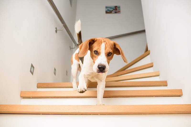 When Can a Dog Climb Stairs After ACL Surgery? Vet Approved Facts & FAQ