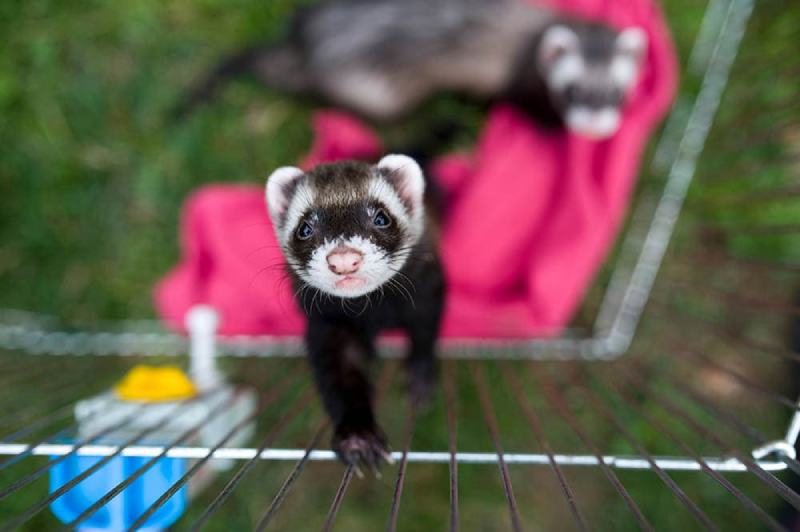 10 Fun Games to Play With Your Ferret: Expert Tips