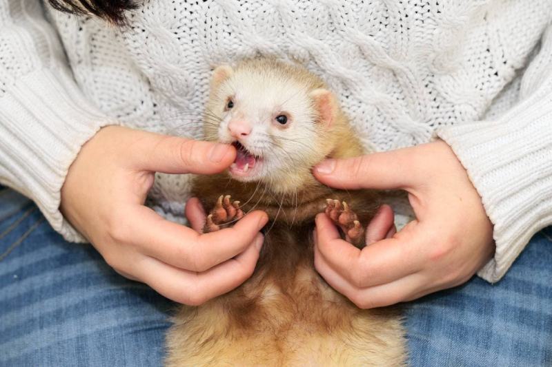 Do Ferrets Bite? Our Vet Identifies Reasons, Explanations & Provides Training Tips