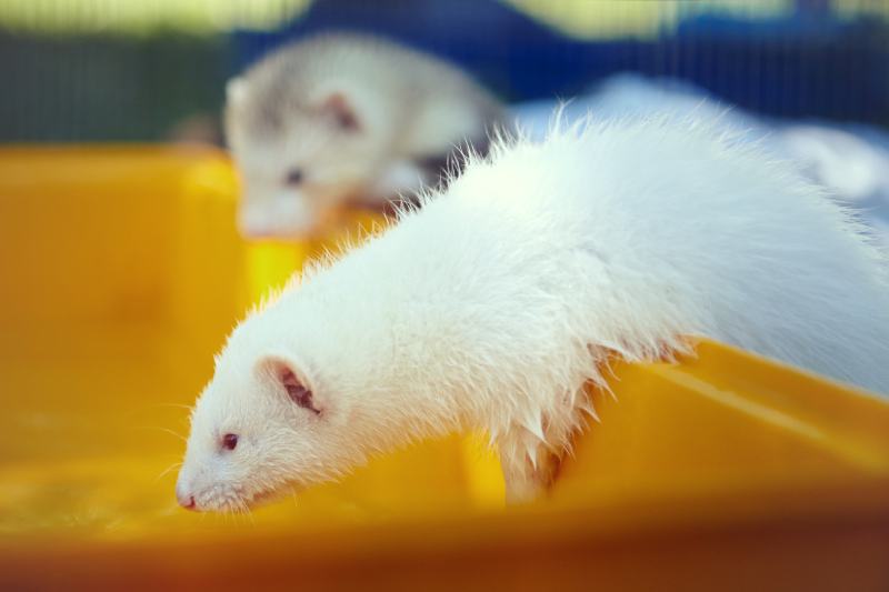 Are Ferrets Smart? Intelligence Explained
