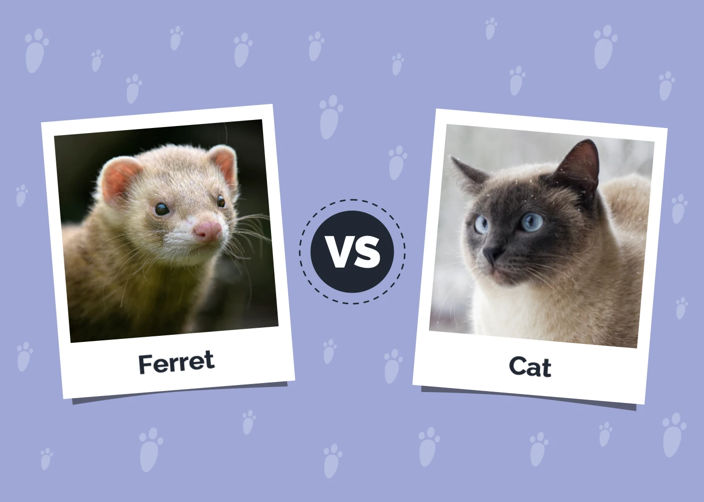 Ferret vs Cat: The Main Differences (With Pictures)