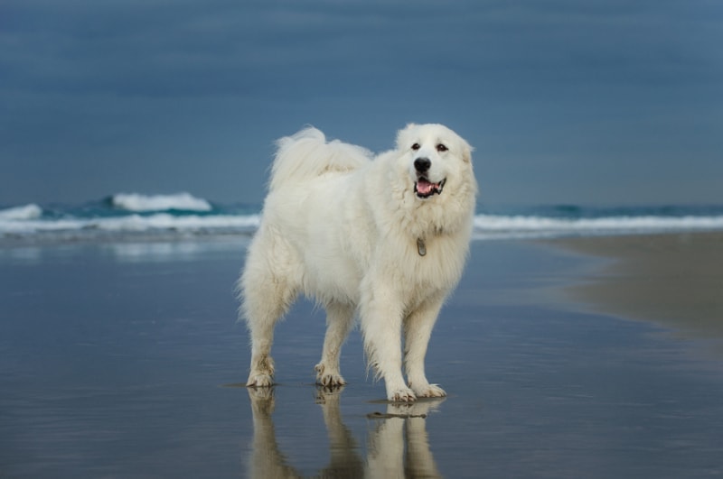 7 Possible Great Pyrenees Behavior Problems: Vet-Reviewed Issues