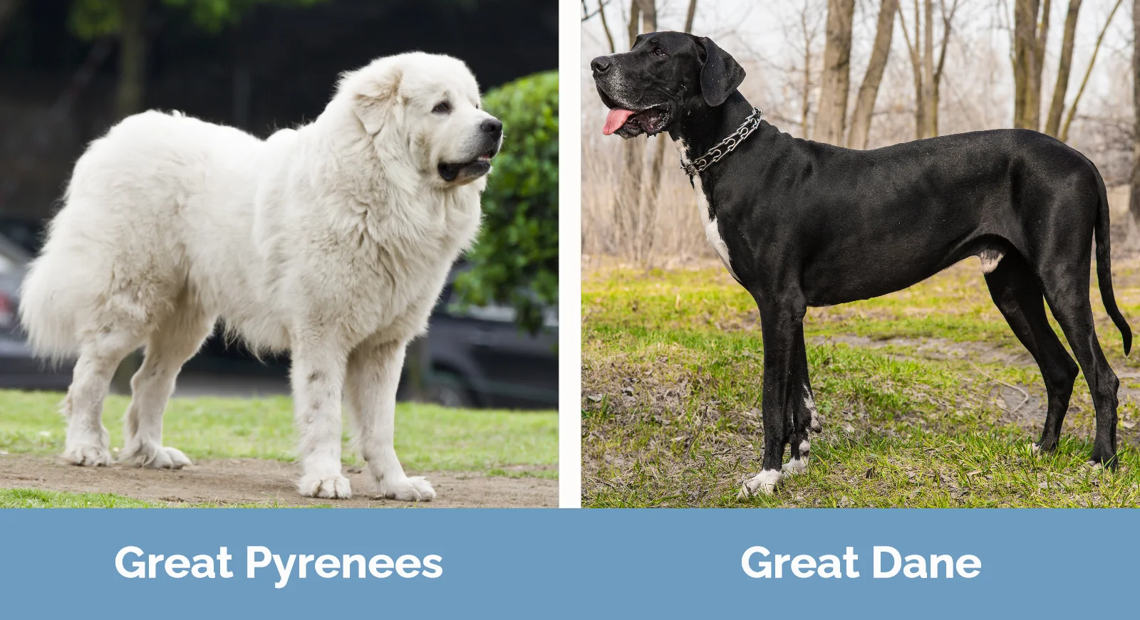 Great Pyrenees vs Great Dane - Visual Differences