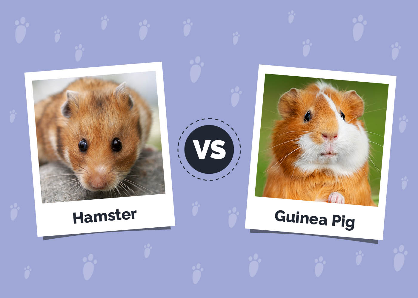 Hamster vs. Guinea Pig: The Key Differences (Vet-Verified Info With Pictures)