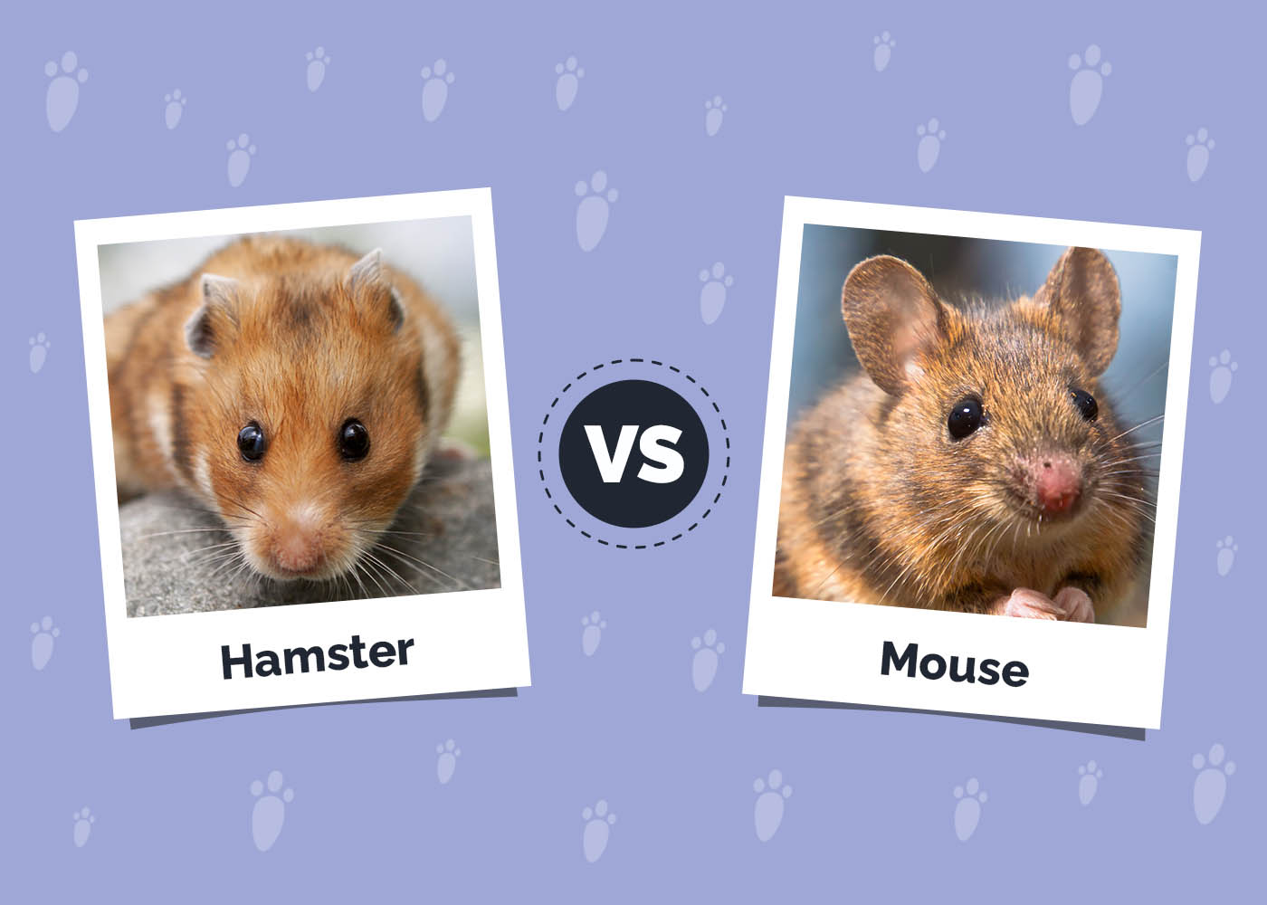 Hamster vs. Mouse: Differences Explained (Vet-Verified Info With Pictures)