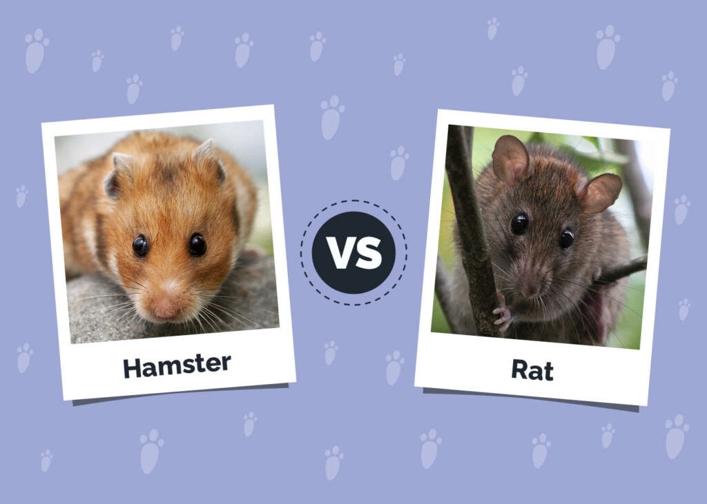 Hamsters vs Rats: Main Differences (With Pictures)