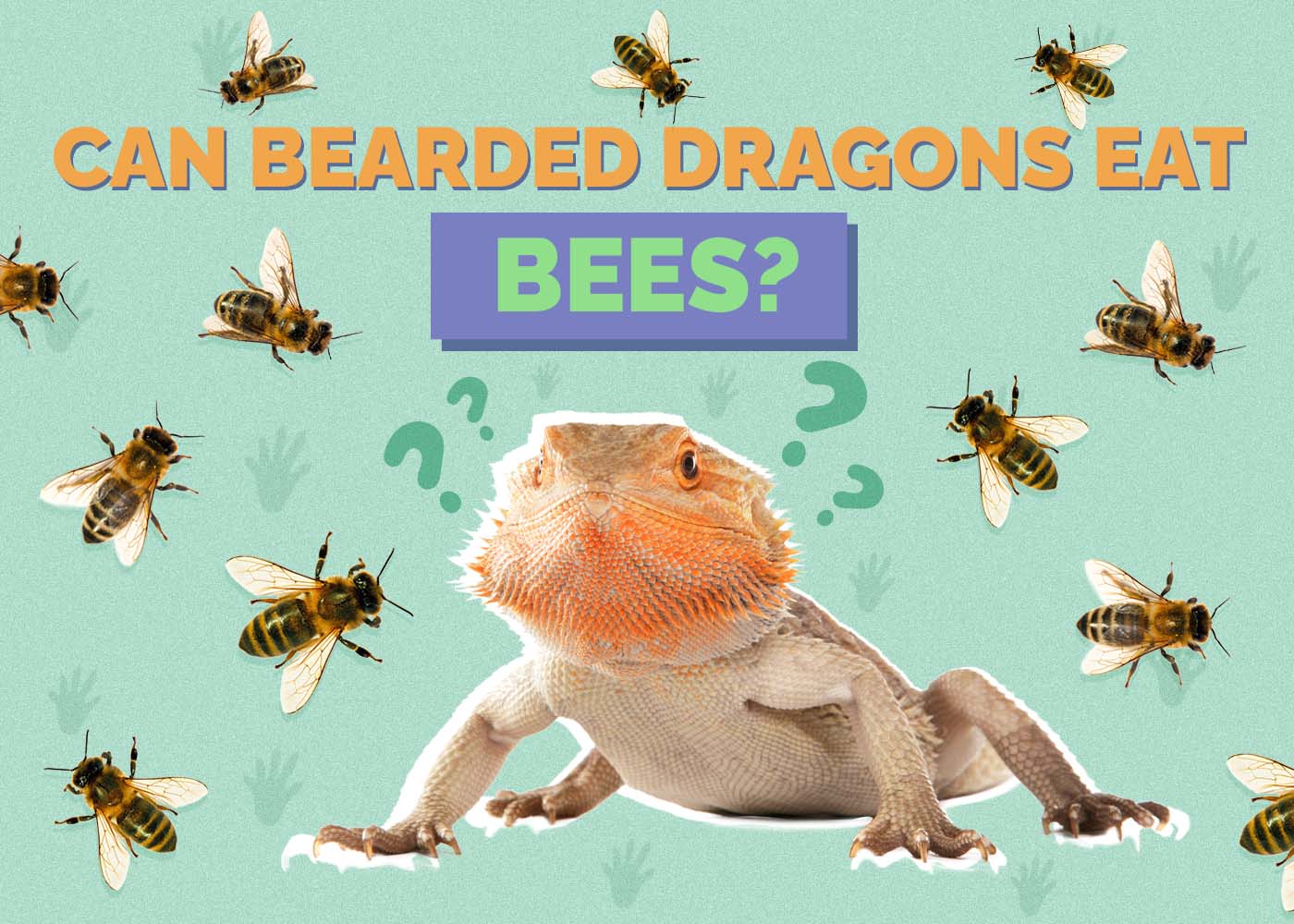 Can Bearded Dragons Eat Bees? Vet Approved Facts & FAQ