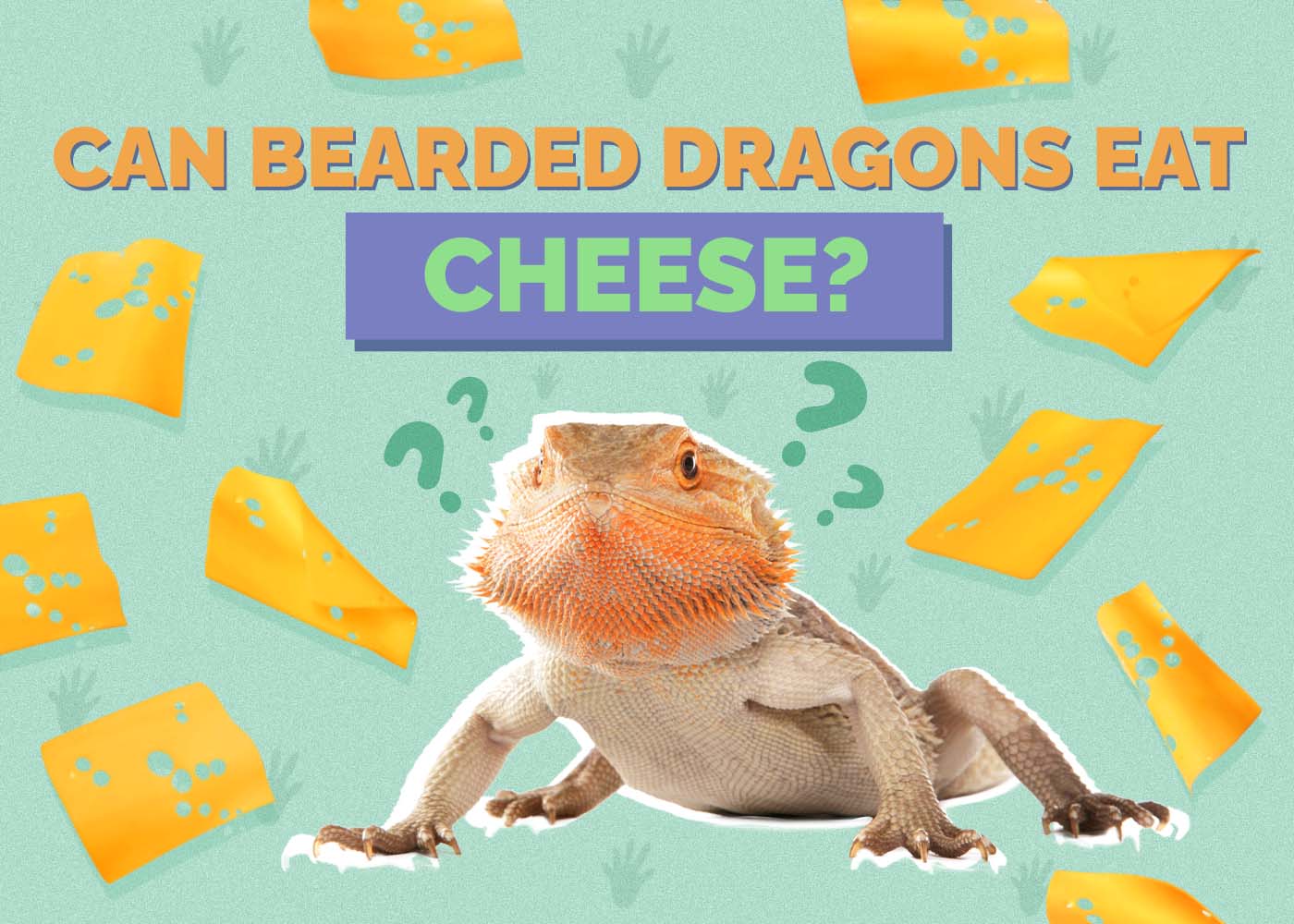 Can Bearded Dragons Eat Cheese? Vet-Reviewed Nutrition Facts & FAQ