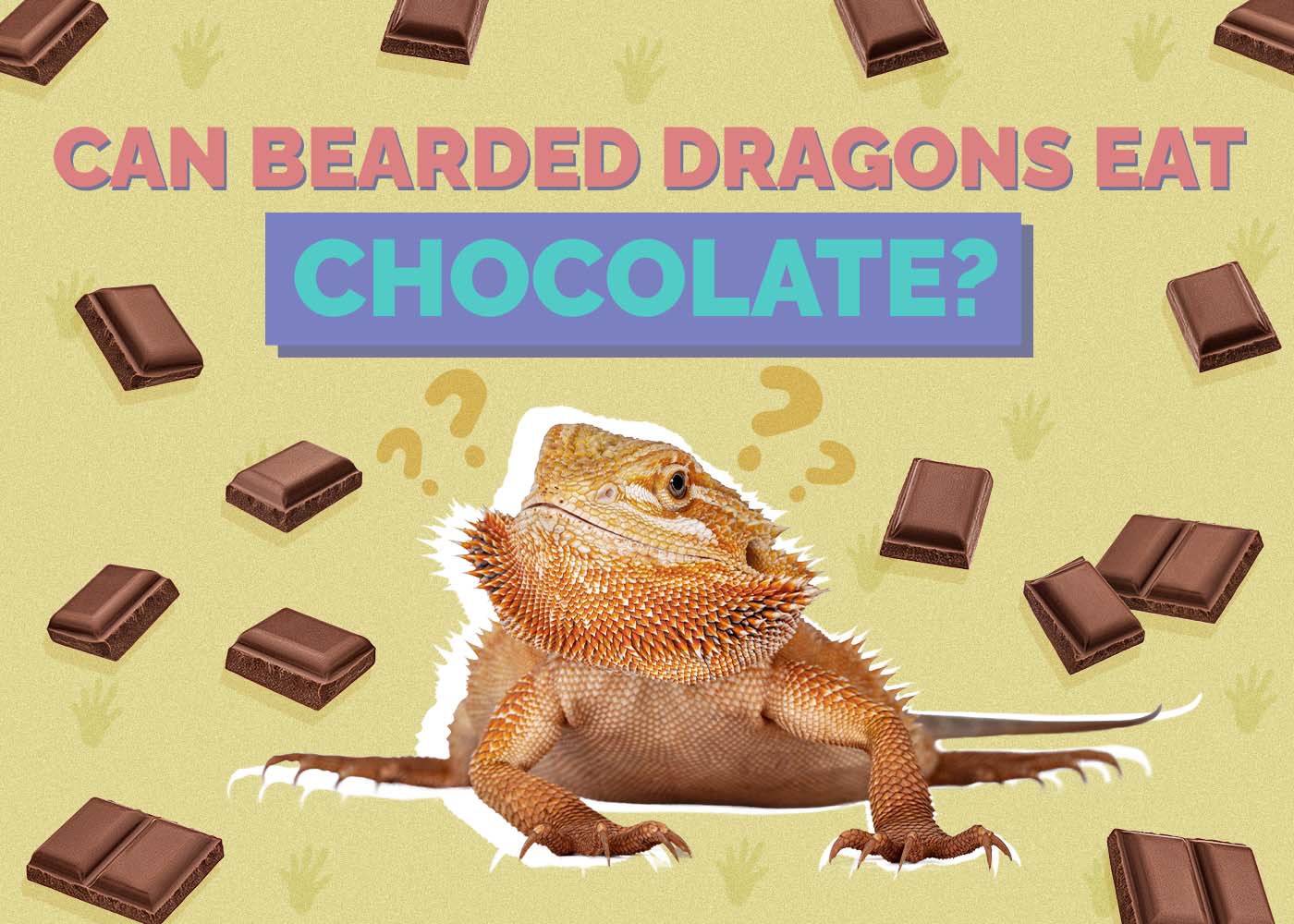 Can Bearded Dragons Eat Chocolate? Vet Approved Nutrition Facts