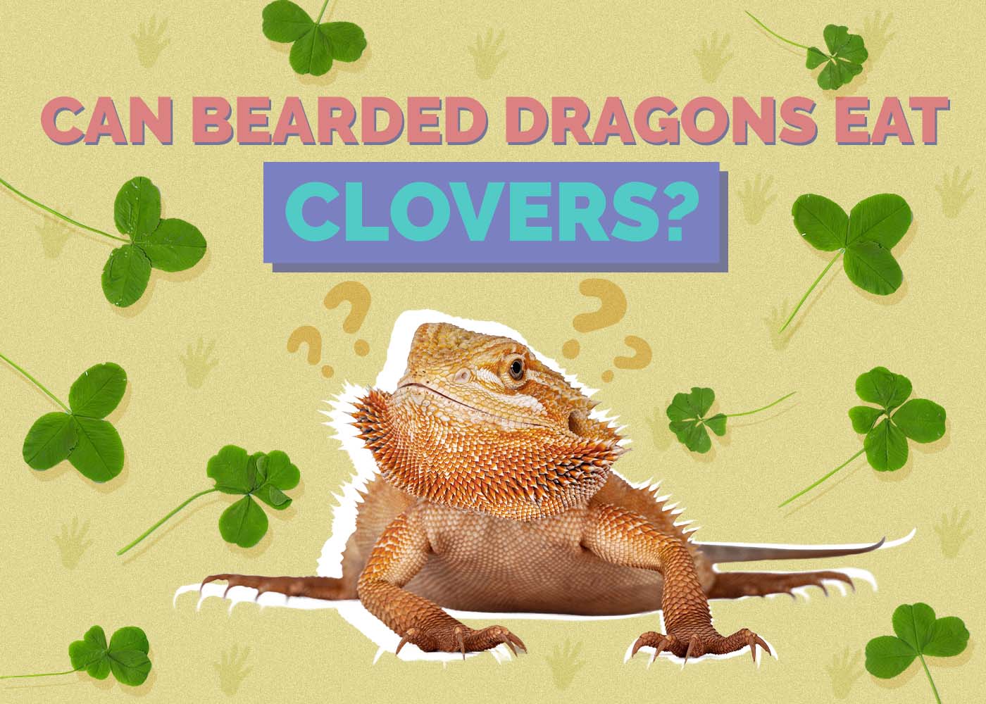 Can Bearded Dragons Eat Clovers? Vet Approved Facts & FAQ