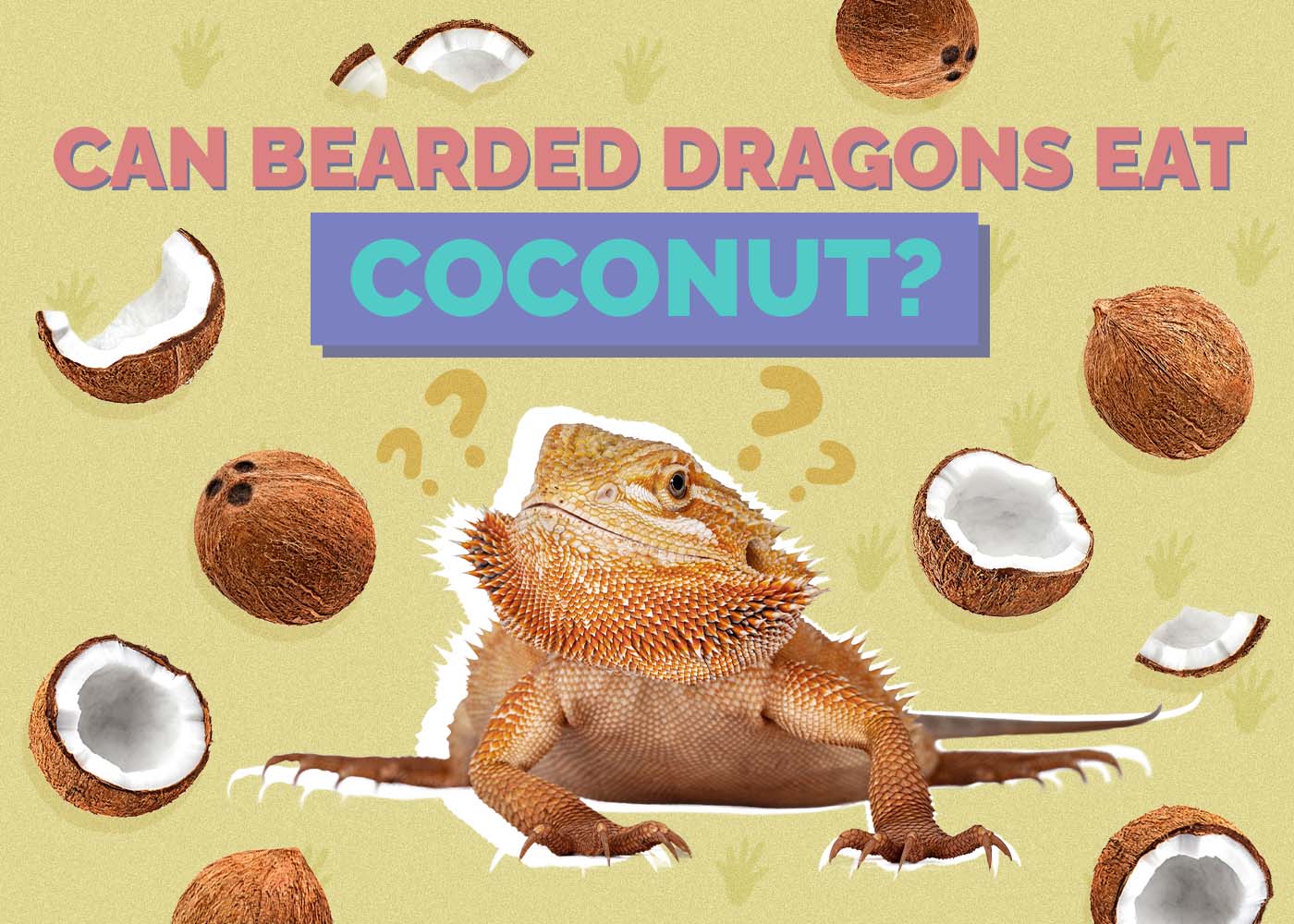 Can Bearded Dragons Eat Coconut? Vet Approved Facts & FAQ