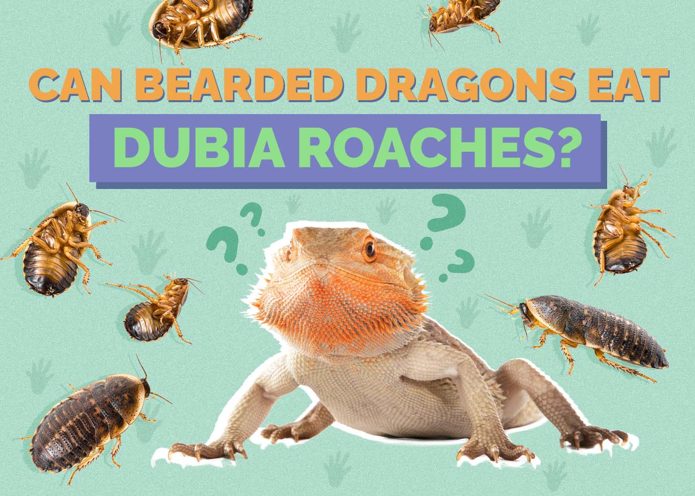 Can Bearded Dragons Eat Dubia Roaches? Vet-Reviewed Nutrition Facts & FAQ