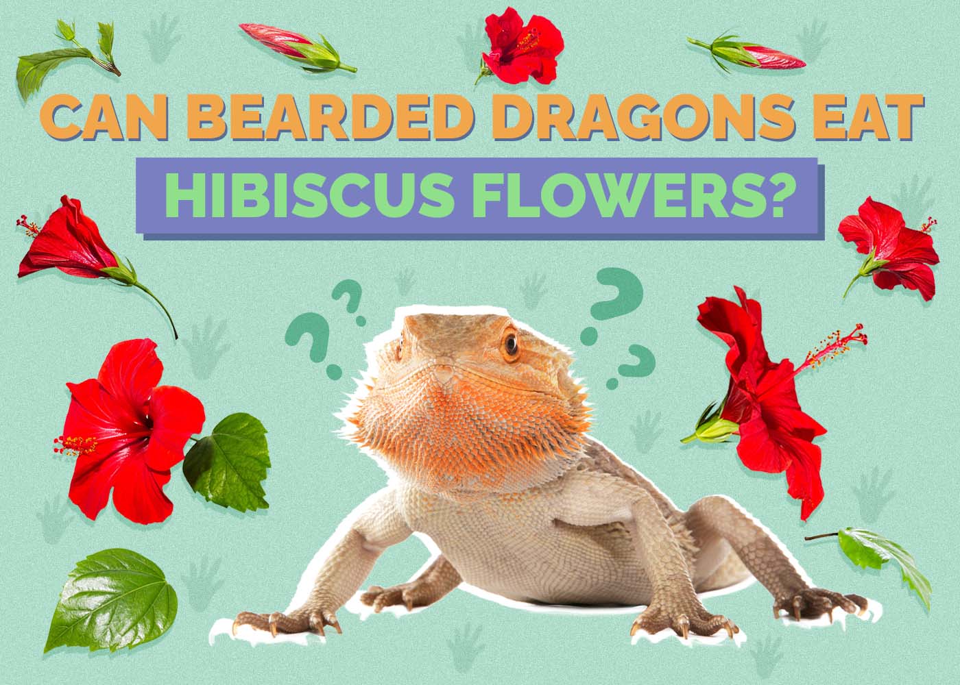 Can Bearded Dragons Eat Hibiscus Flowers? Vet-Reviewed Nutrition Facts & FAQ