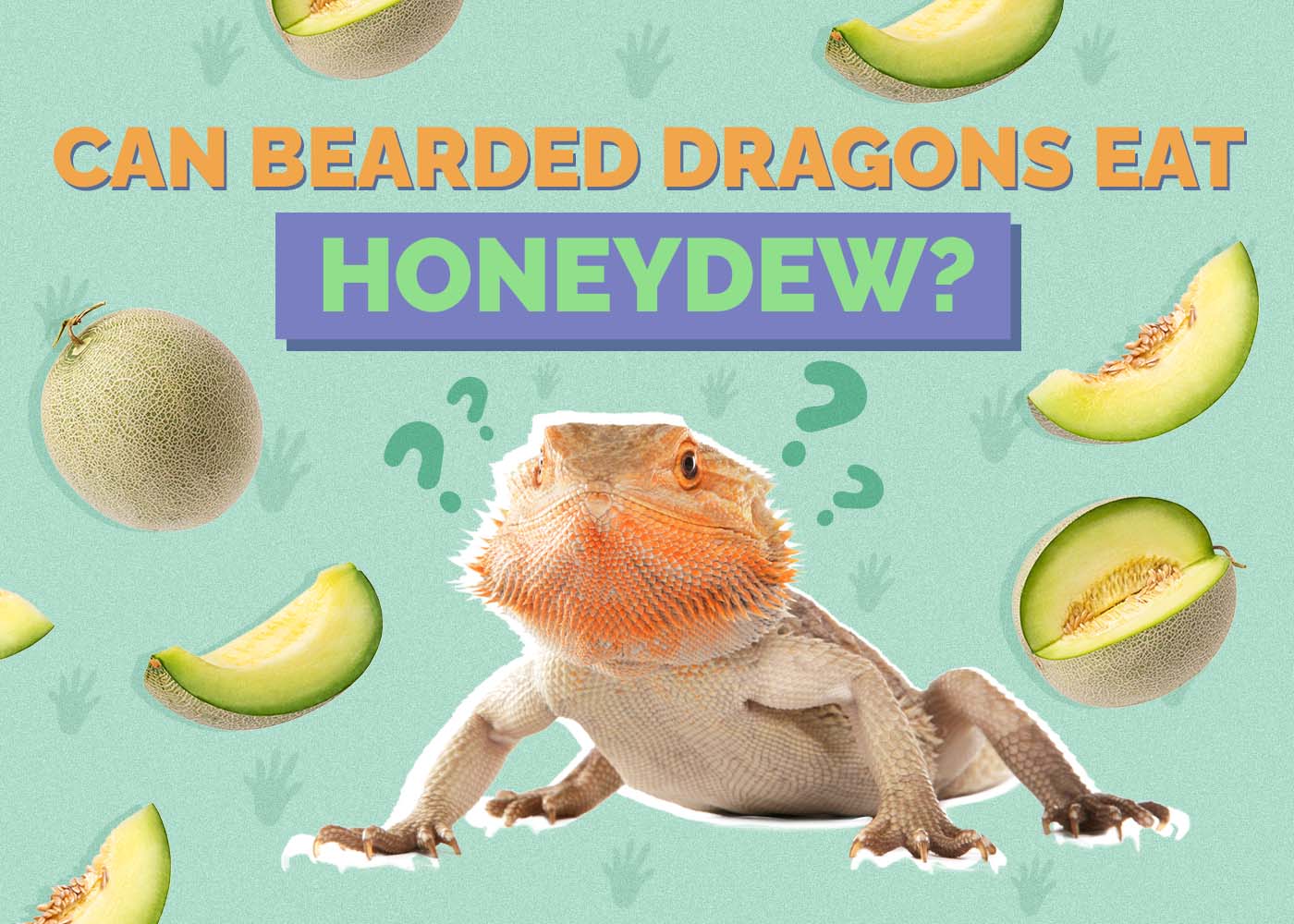 Hepper_Can Bearded Dragons Eat_Honeydew
