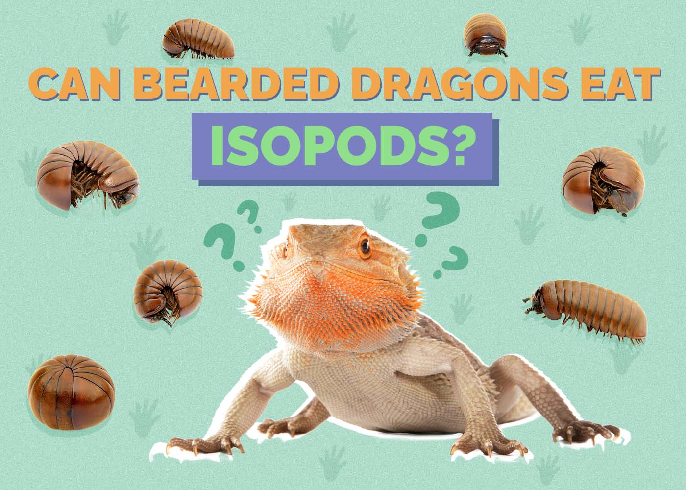 Can Bearded Dragons Eat Isopods? Vet-Approved Nutrition Guidelines