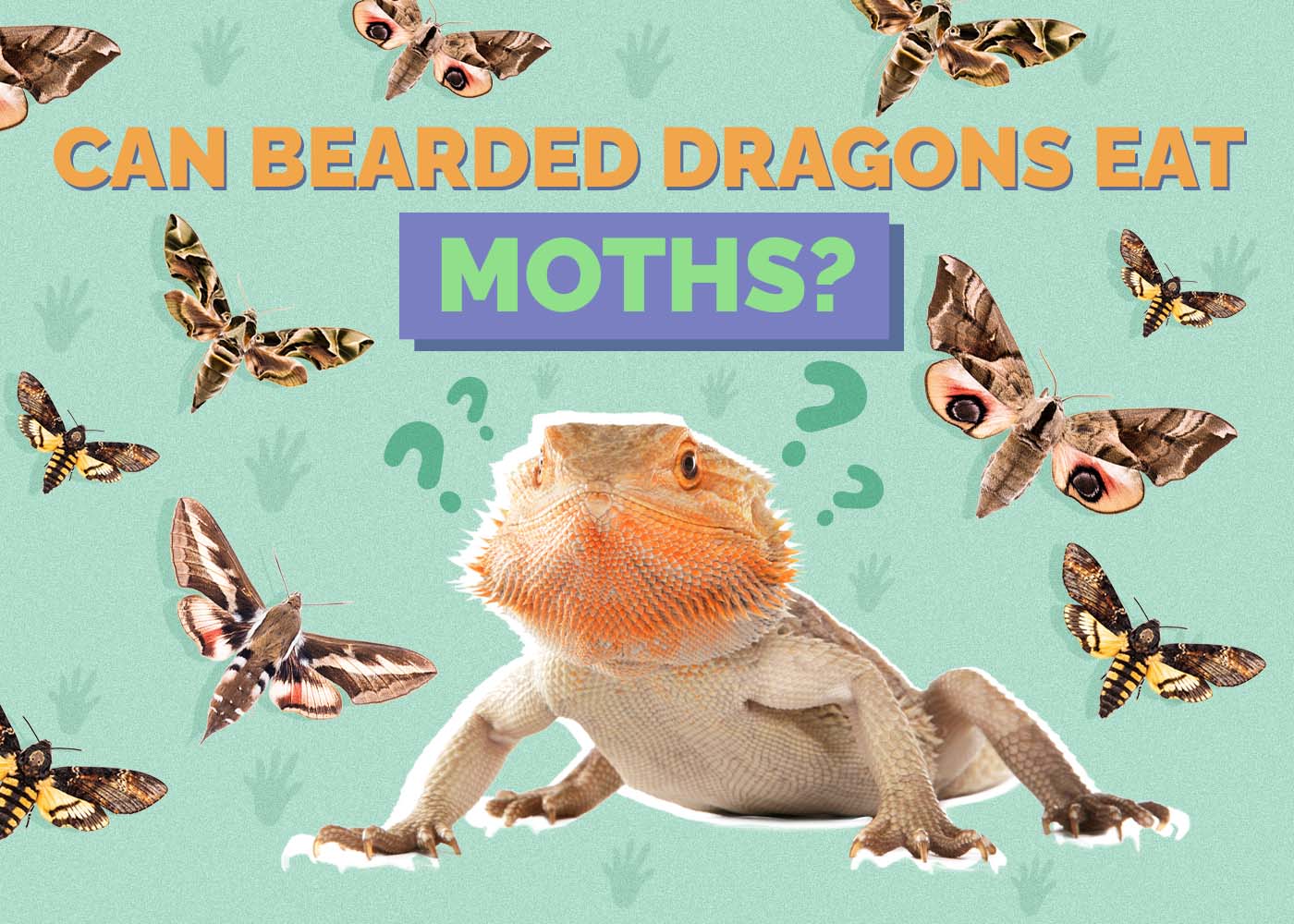 Can Bearded Dragons Eat Moths? Vet-Reviewed Nutrition Facts & FAQ