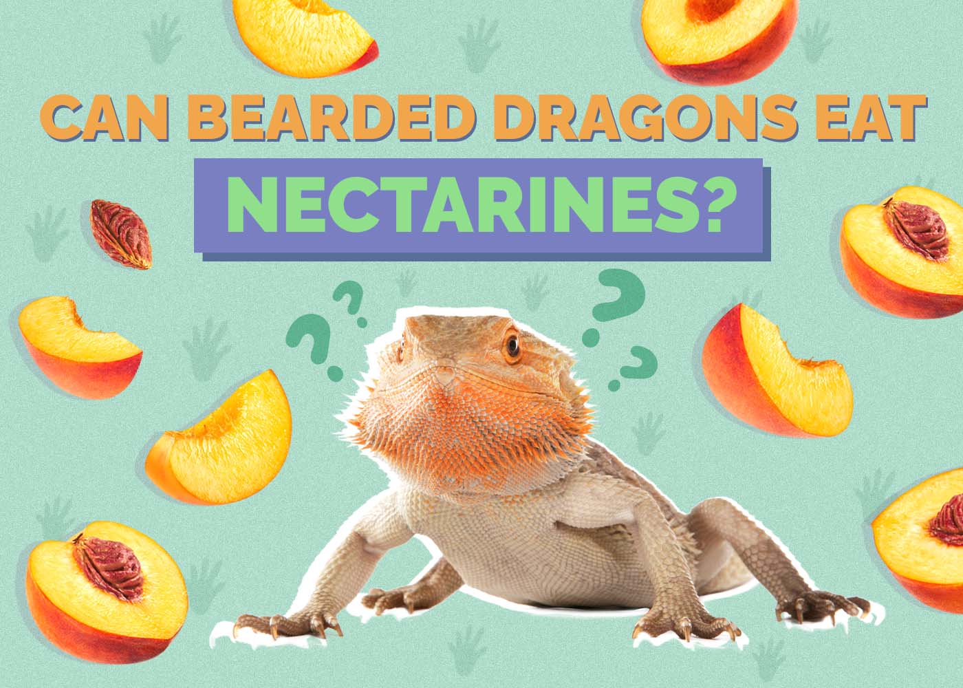 Can Bearded Dragons Eat Nectarines? Vet Approved Facts & FAQ
