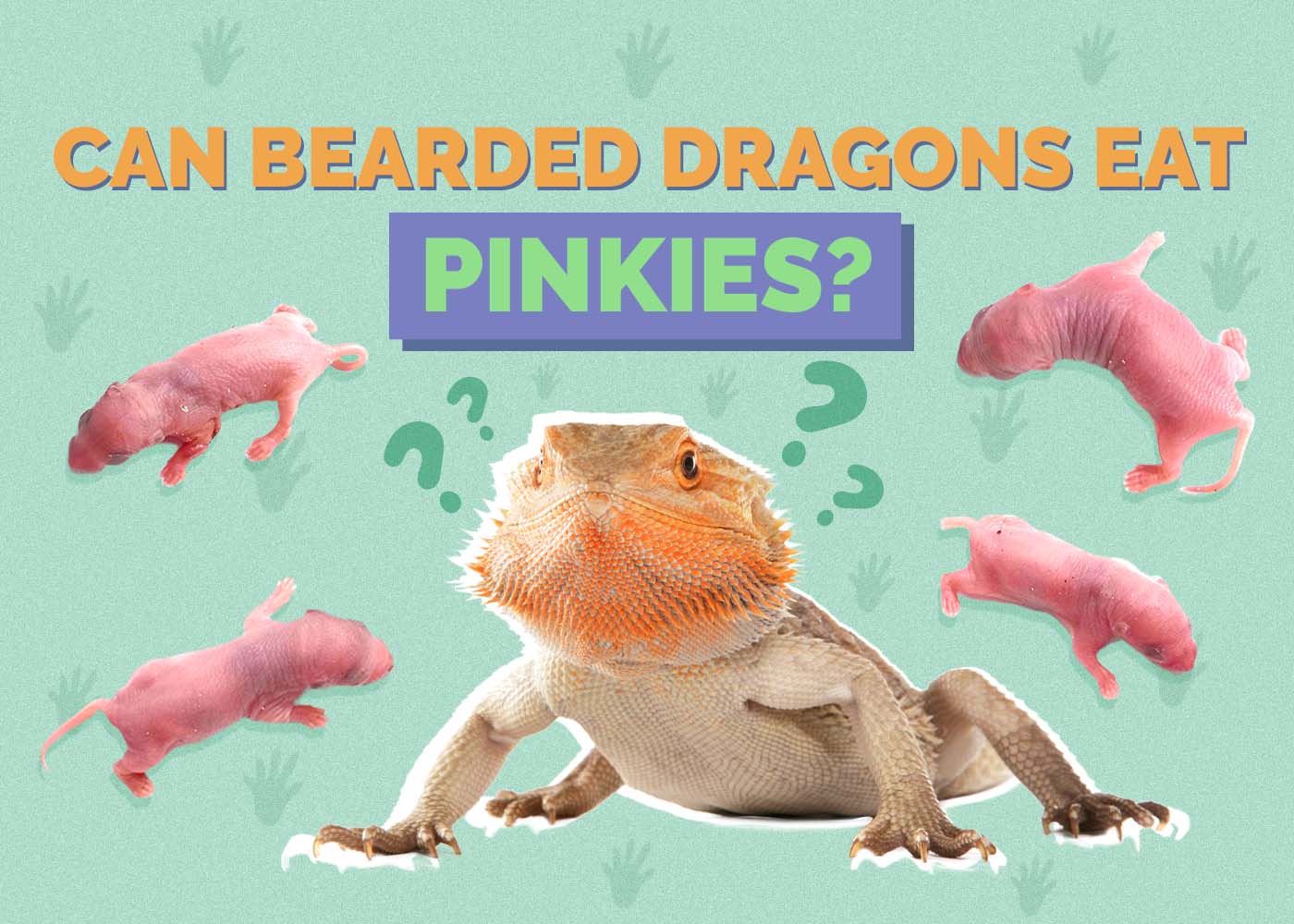 Can Bearded Dragons Eat Pinkies? Vet-Approved Facts & FAQ