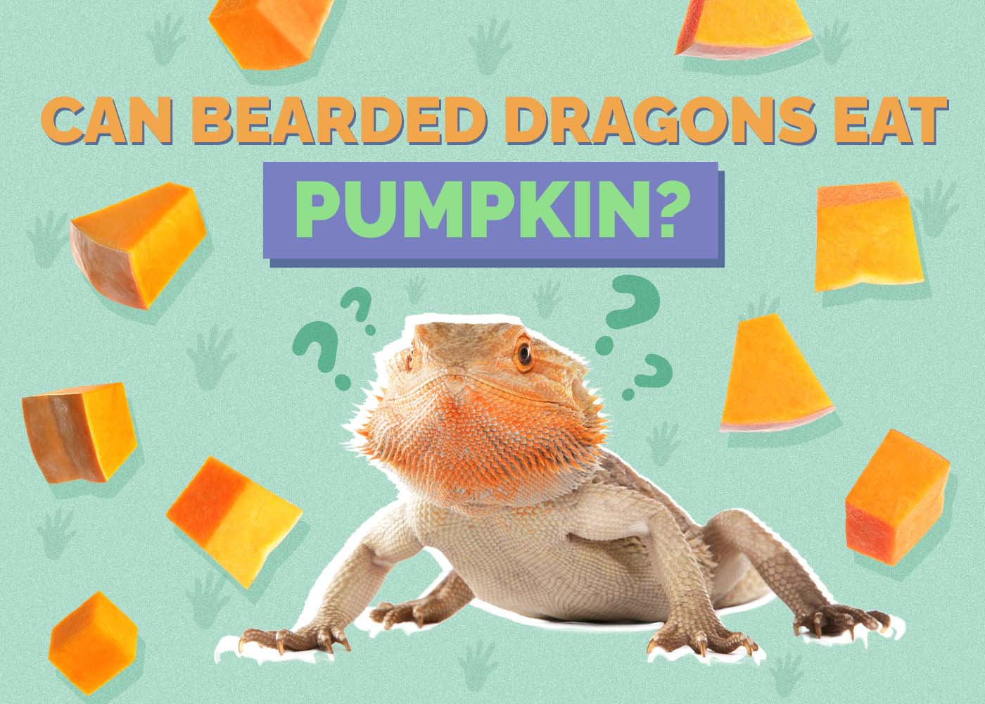 Can Bearded Dragons Eat Pumpkin? Vet-Approved Facts & FAQ