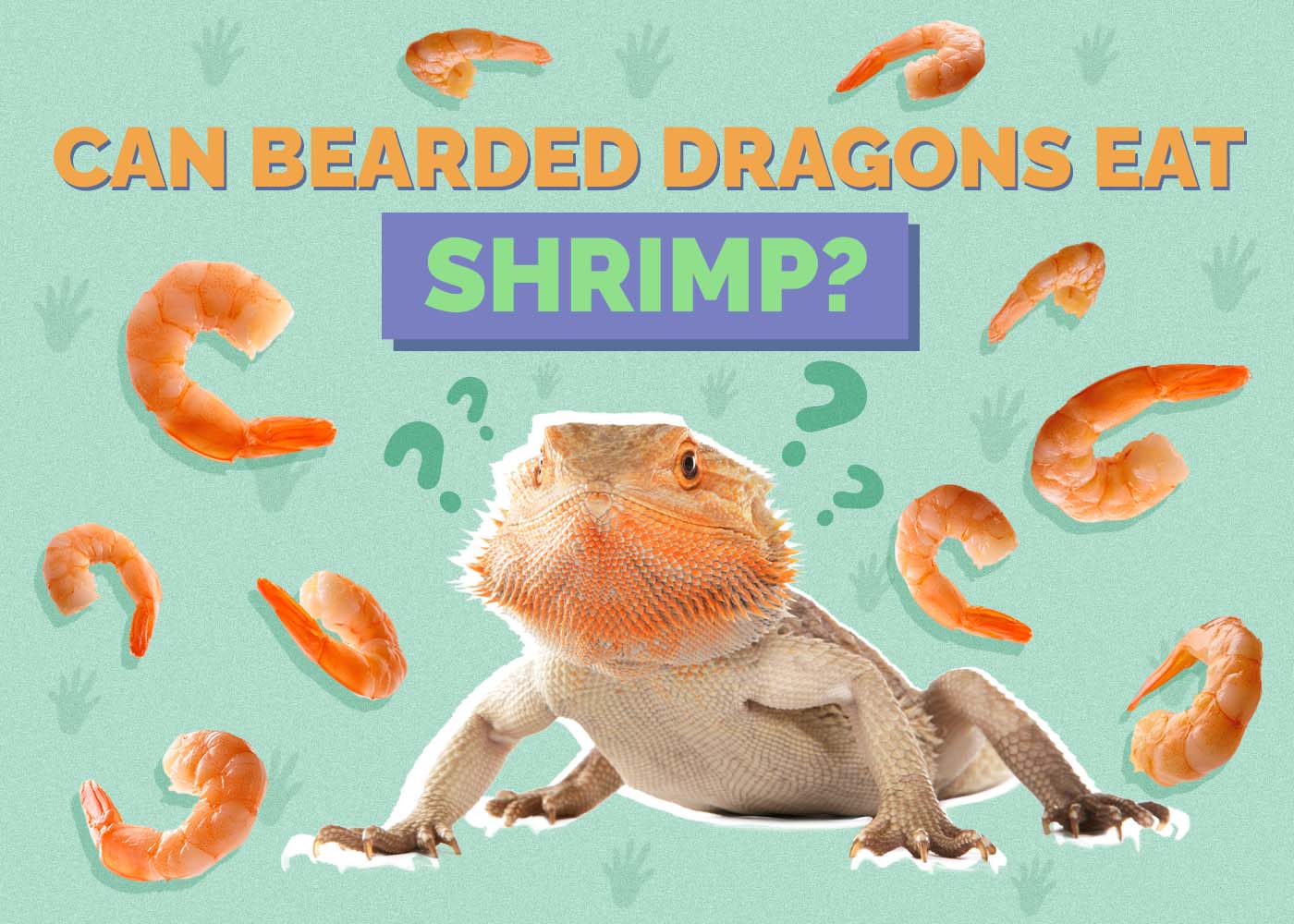Can Bearded Dragons Eat Shrimp? Vet Approved Facts & FAQ