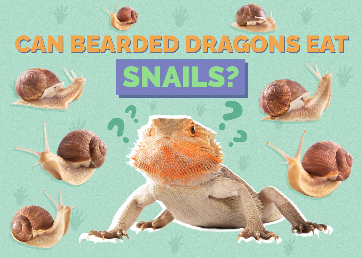 Can Bearded Dragons Eat Snails? Vet-Approved Nutritional Facts & FAQ
