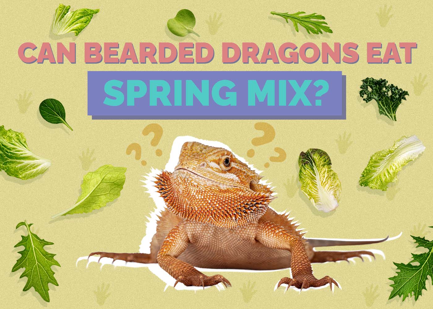 Can Bearded Dragons Eat Spring Mix? Vet-Approved Facts & FAQ
