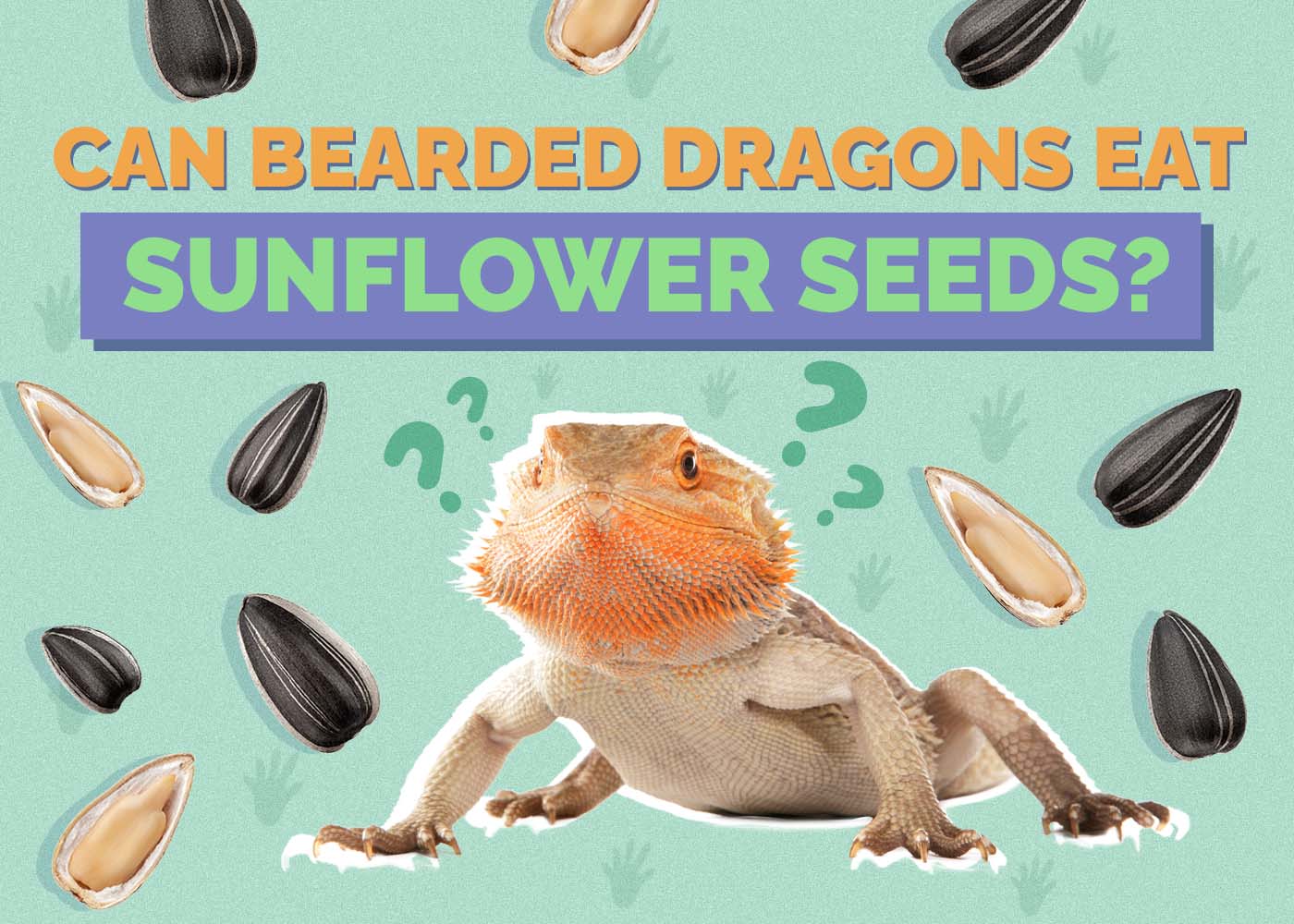 Can Bearded Dragons Eat Sunflower Seeds? Vet Approved Facts & FAQ