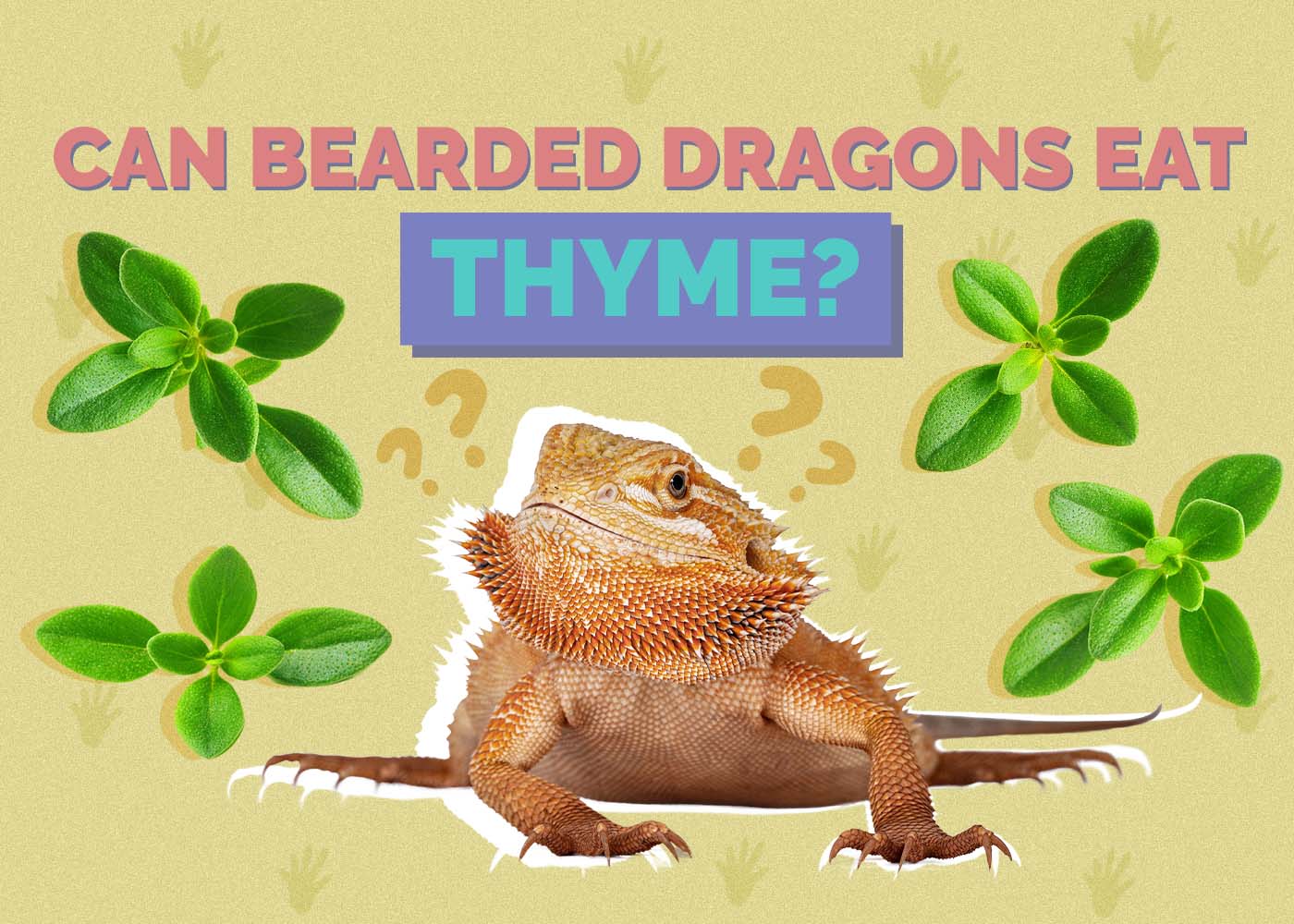 Can Bearded Dragons Eat Thyme? Vet-Reviewed Nutritional Facts & FAQ