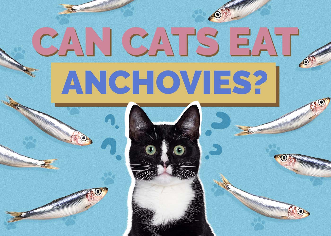 Can Cats Eat Anchovies? Vet-Reviewed Facts & FAQ