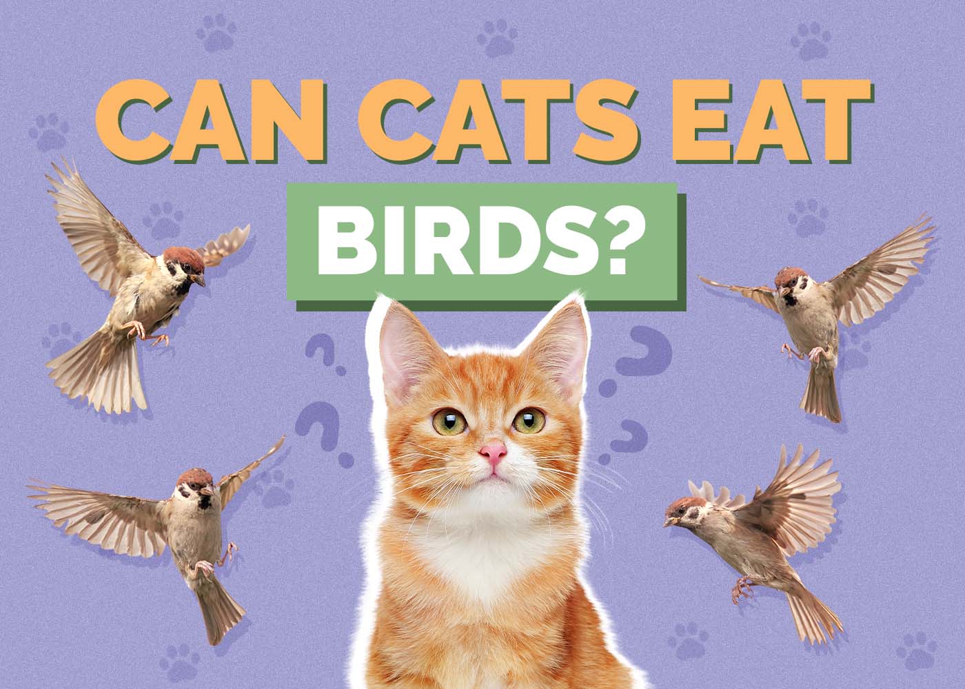 Can Cats Eat Birds? Vet-Approved Facts & Safety Guide