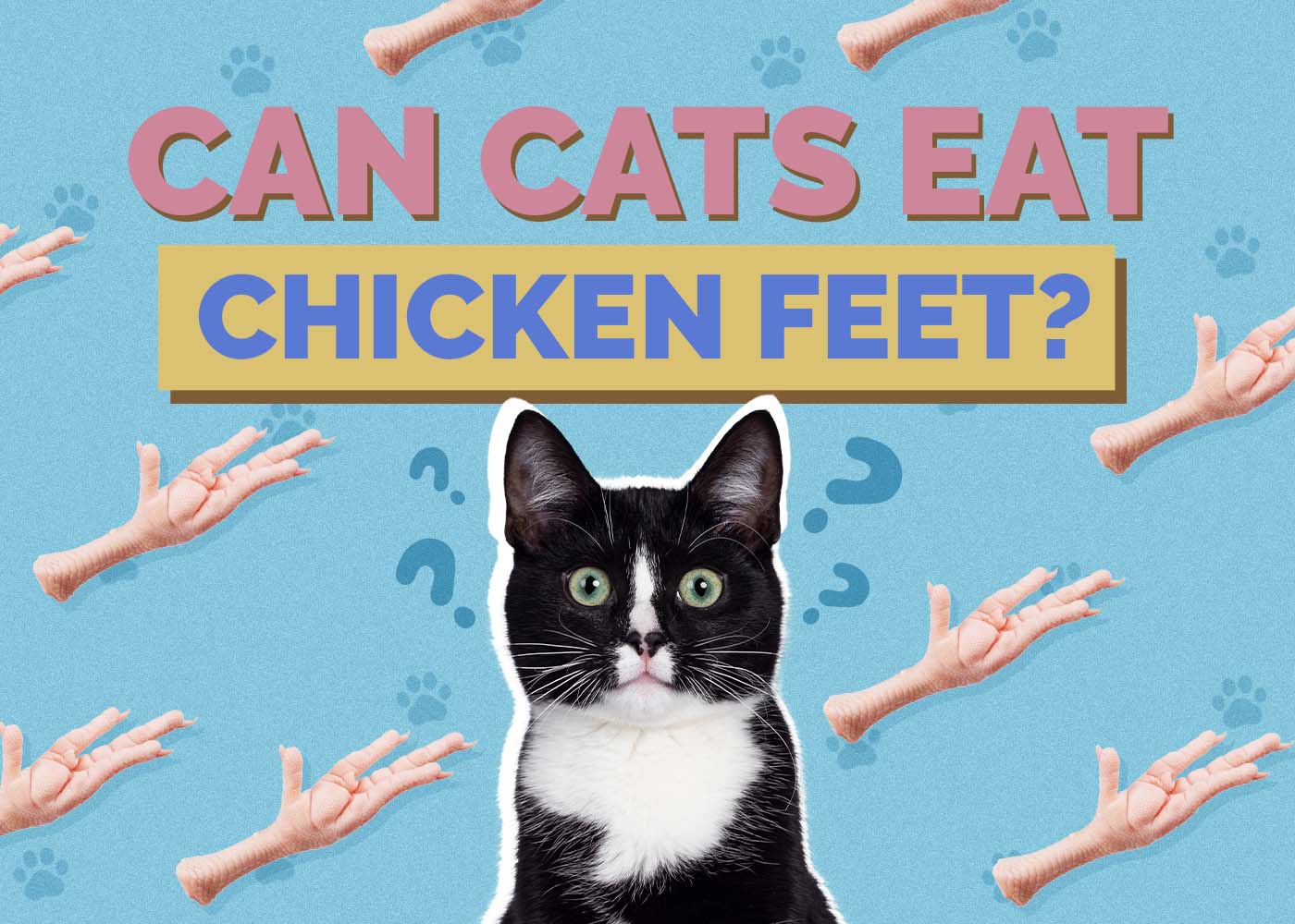Can Cats Eat Chicken Feet? Vet Approved Facts & FAQ