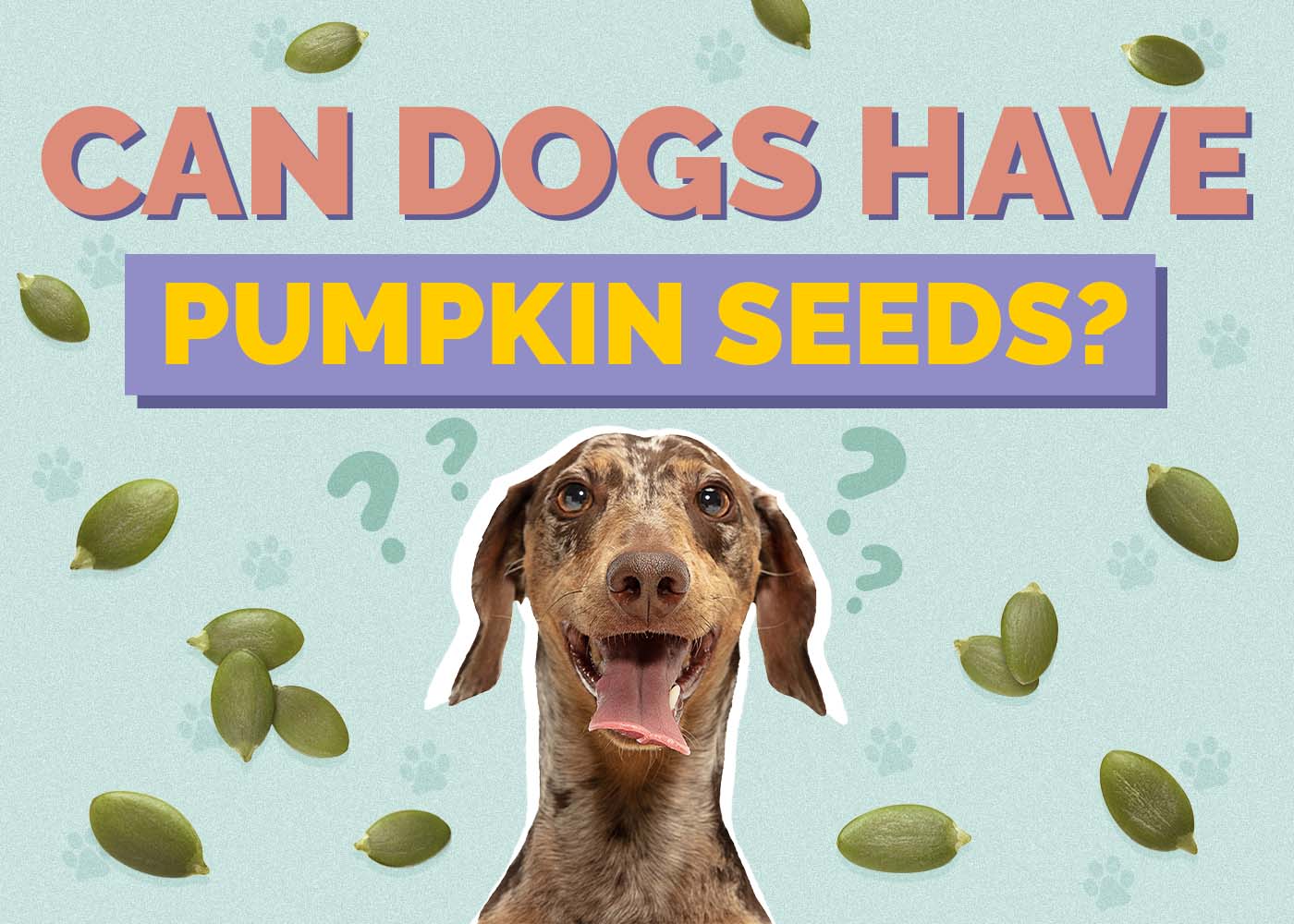 Can Dogs Have Pumpkin Seeds? Vet Approved Nutrition Facts & Safety Guide