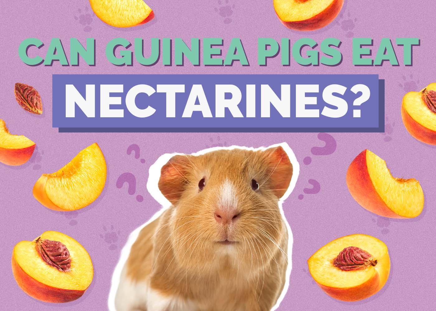 Can Guinea Pigs Eat Nectarines? Vet-Reviewed Nutrition Facts & Safe Fruits