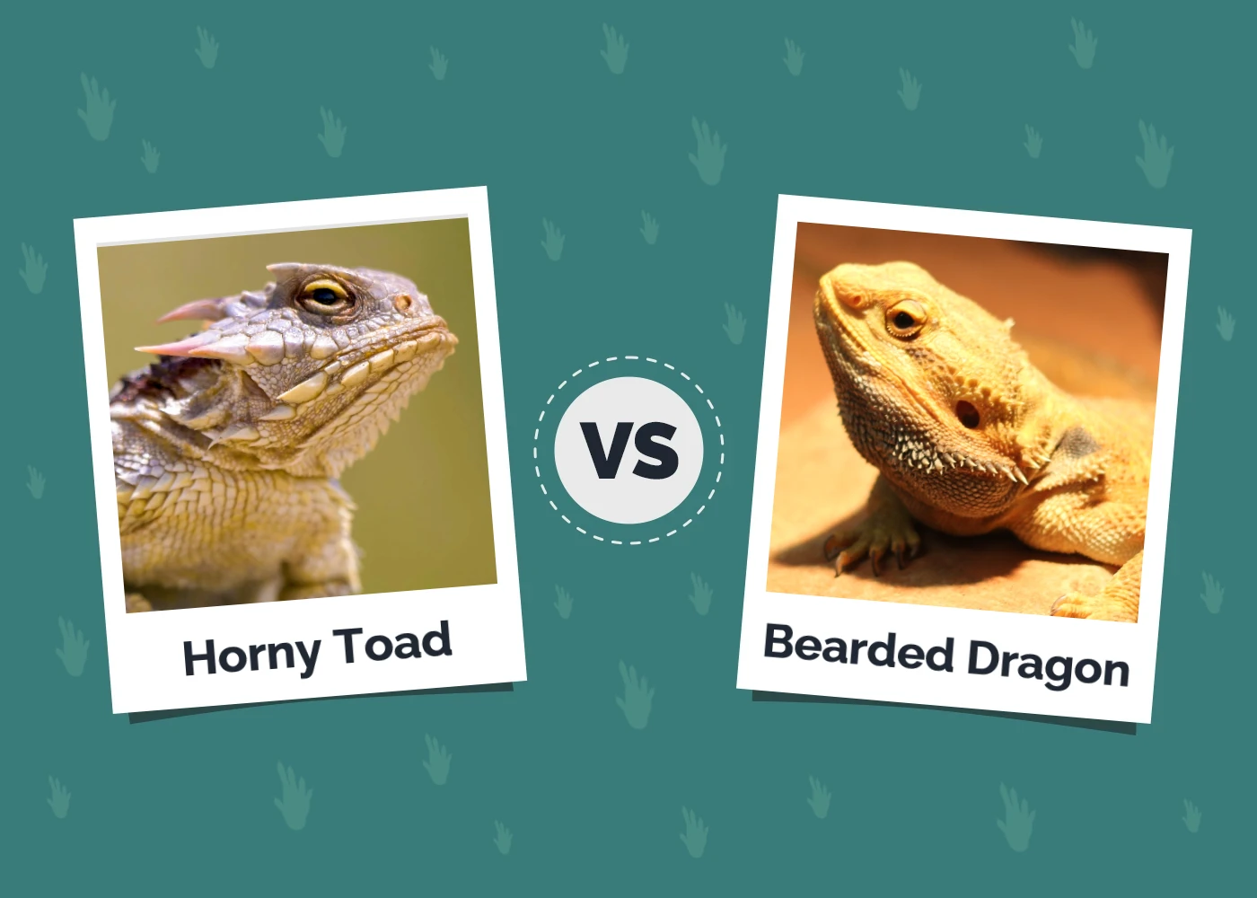 Horny Toad vs Bearded Dragon: Differences Explained (With Pictures)