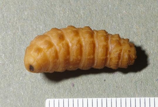Warbles (Wolf Worm) in Cats: Vet-Reviewed Signs, Causes, & Care