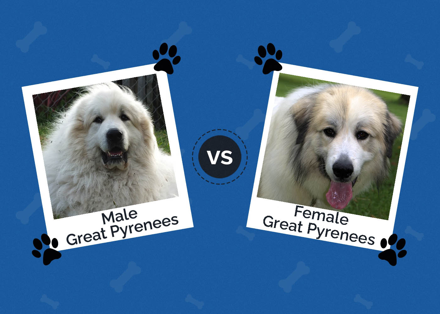 Male vs Female Great Pyrenees: The Differences (With Pictures)