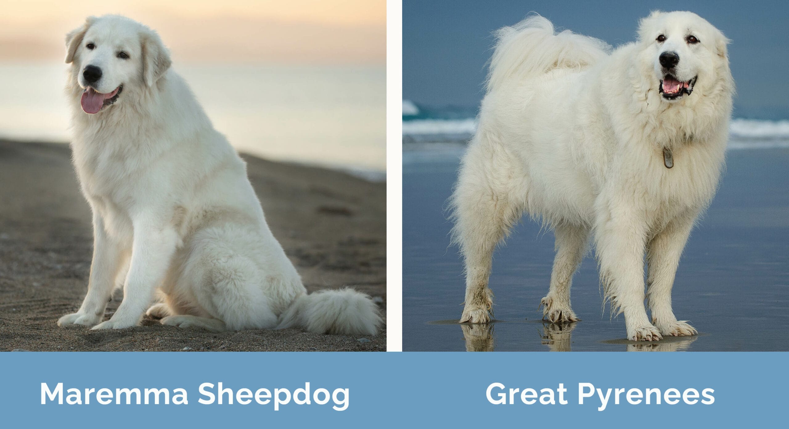 Maremma Sheepdog vs Great Pyrenees side by side