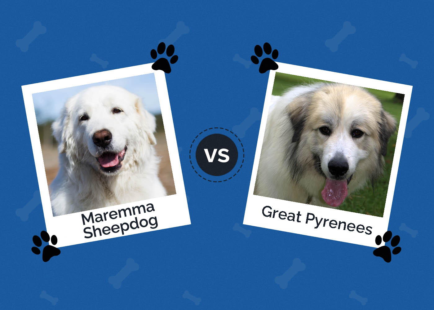 Maremma Sheepdog vs Great Pyrenees: The Differences (With Pictures)