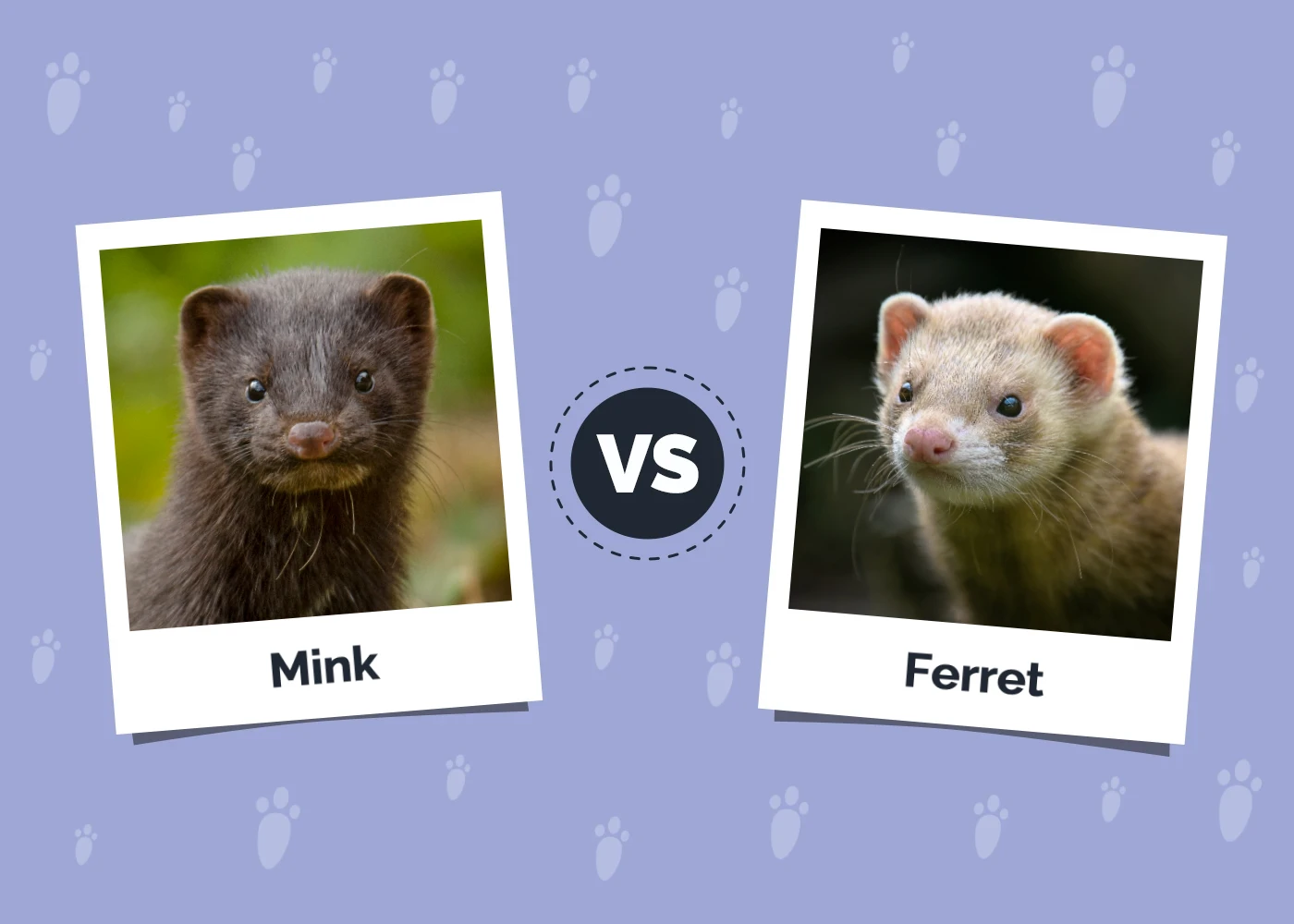 Mink vs Ferret: Differences Explained (With Pictures)