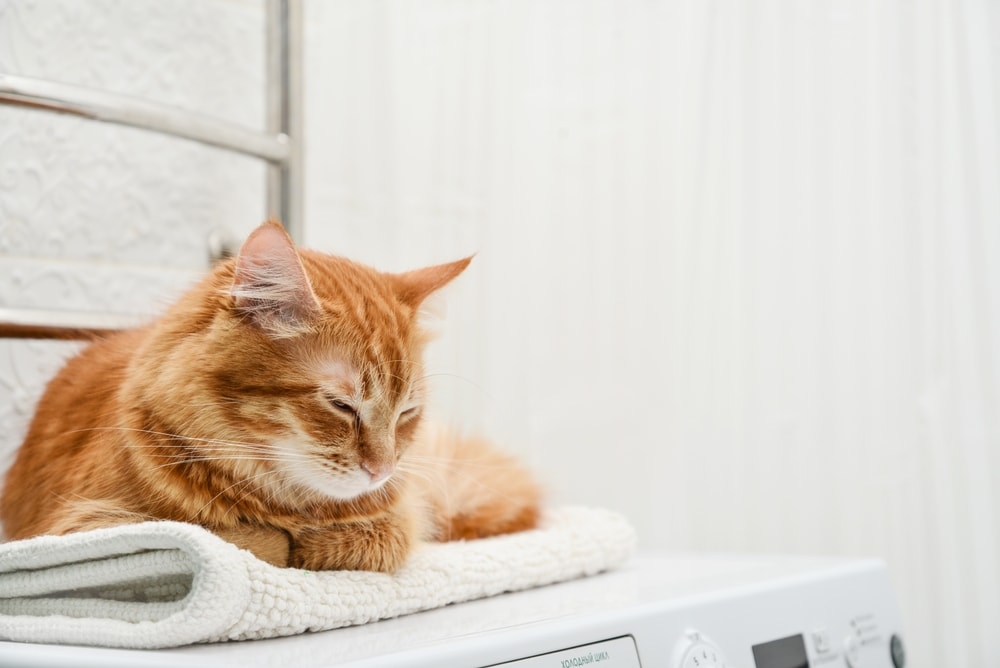 Where Do Cats Sleep? Sleeping Habits Explained