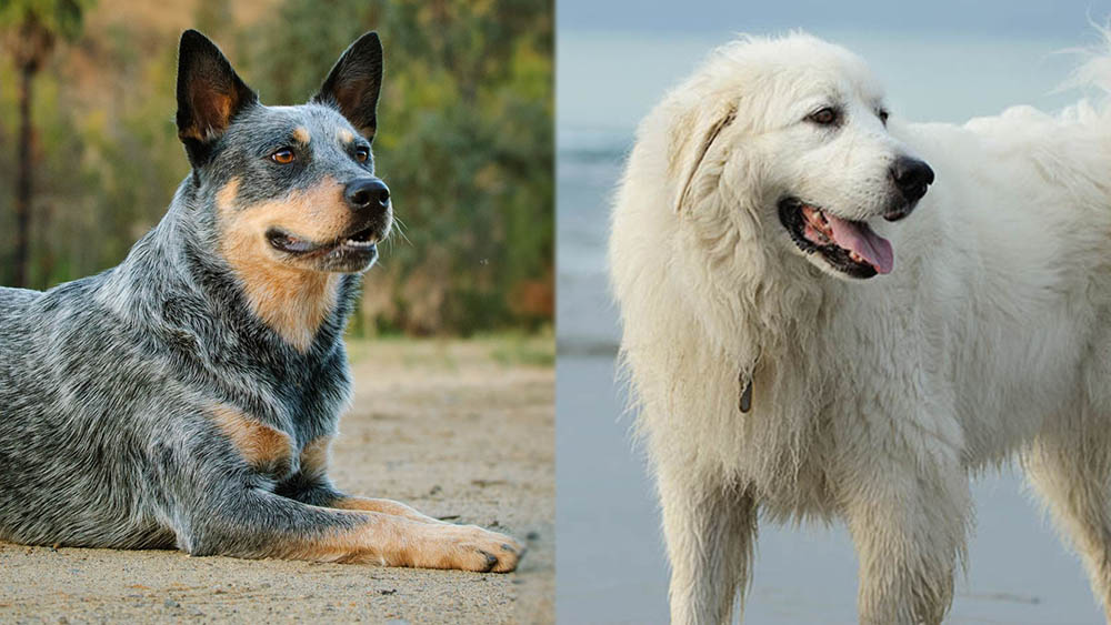 Blue Heeler Great Pyrenees Mix: Info, Pictures, Care Guide, Temperament, & Traits