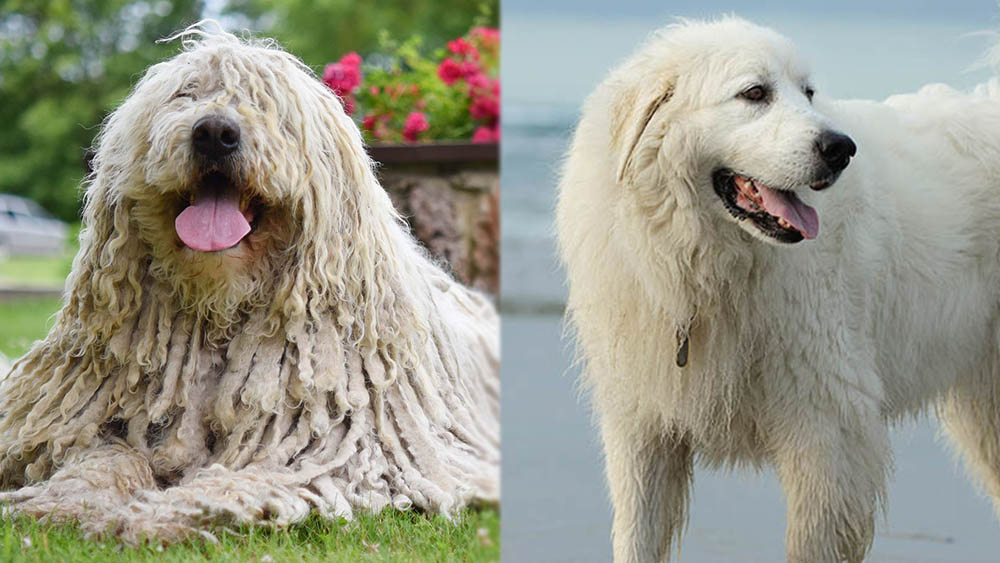 Komondor Great Pyrenees Mix: Info, Pictures, Care Guide, Temperament & Traits