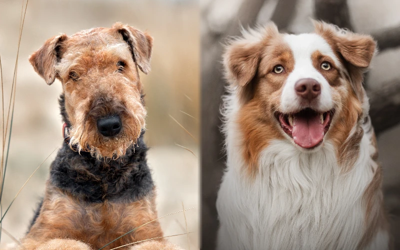 Parent breeds of the Airedale Australian Shepherd