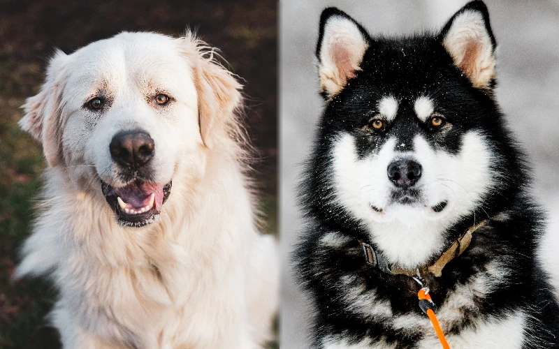 Malanees (Great Pyrenees Malamute Mix): Pictures, Care Guide, Temperament & Traits