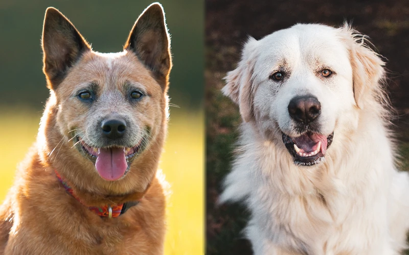 Red Heeler Great Pyrenees Mix: Pictures, Care Guide, Temperament & Traits