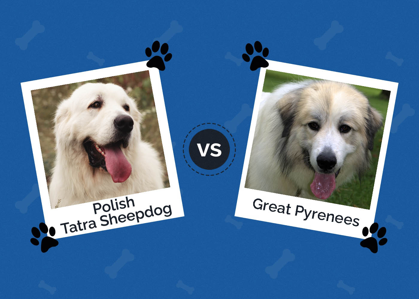 Polish Tatra Sheepdog vs Great Pyrenees: The Differences (With Pictures)