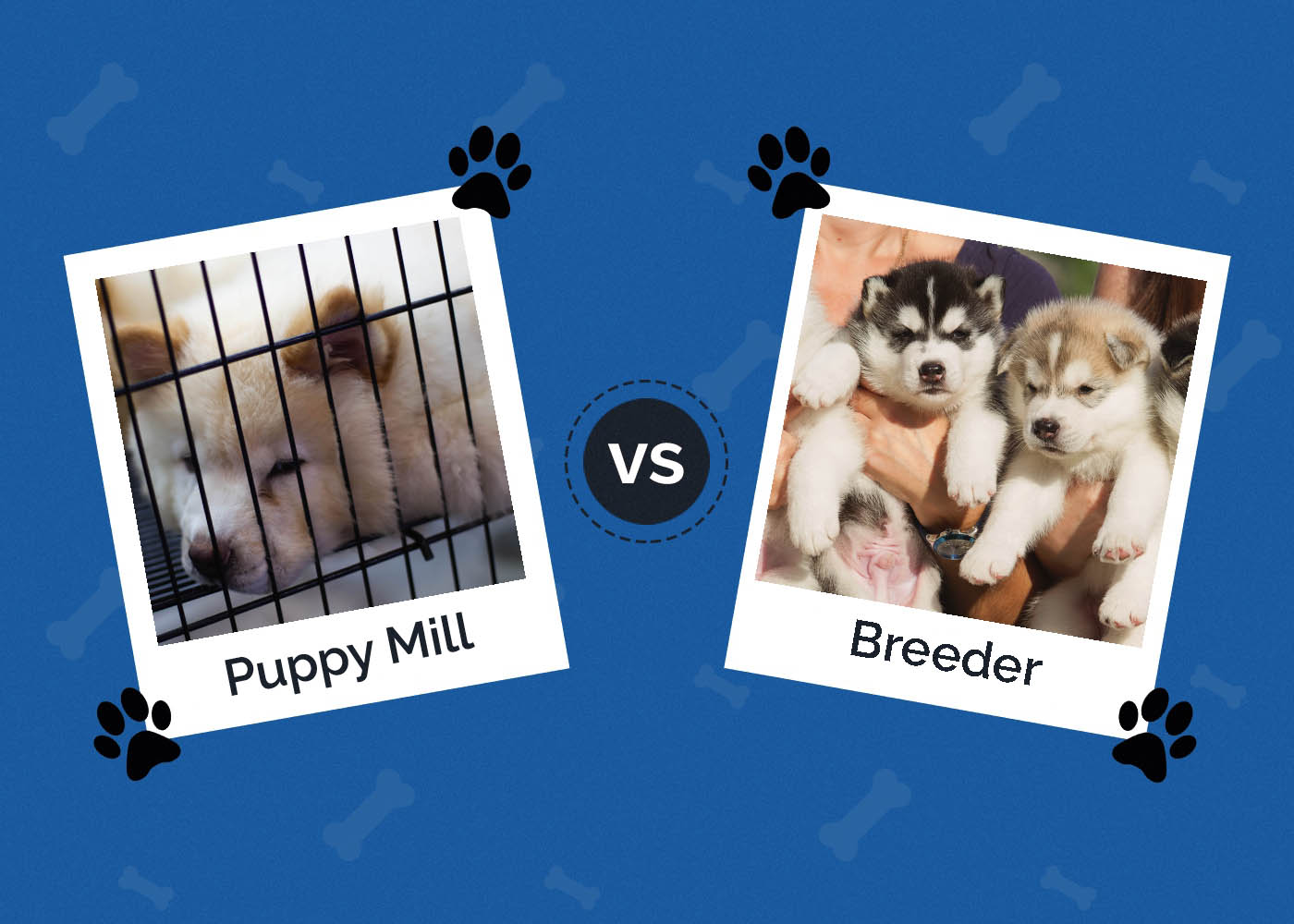 Puppy Mill vs. Breeder: How to Spot the Difference